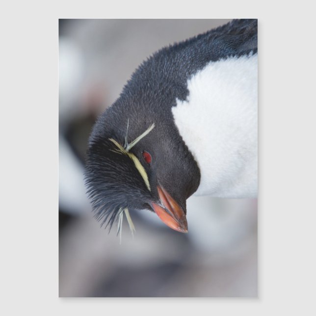 Southern Rockhopper Penguin (Voorkant)