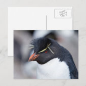 Southern Rockhopper Penguin Briefkaart (Voorkant / Achterkant)