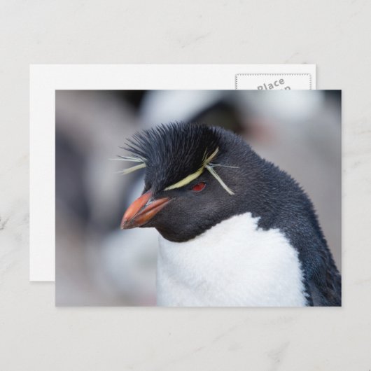 Southern Rockhopper Penguin Briefkaart (Voorkant / Achterkant)