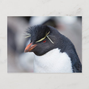 Southern Rockhopper Penguin Briefkaart