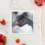Southern Rockhopper Penguin Servet (Insitu)