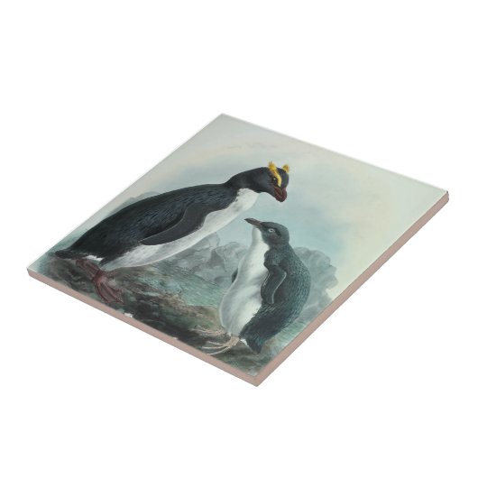 Southern Rockhopper Penguin Tegeltje (Zijkant)