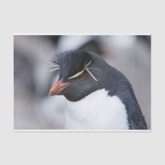 Southern Rockhopper Penguin Tissuepapier (Voorkant)