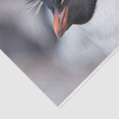 Southern Rockhopper Penguin Tissuepapier (Detail)