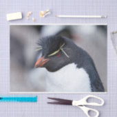 Southern Rockhopper Penguin Tissuepapier (Craft)