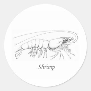 Southern Shrimp Line Art Logo Ronde Sticker