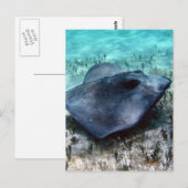 Southern Stingray Briefkaart (Voorkant / Achterkant)