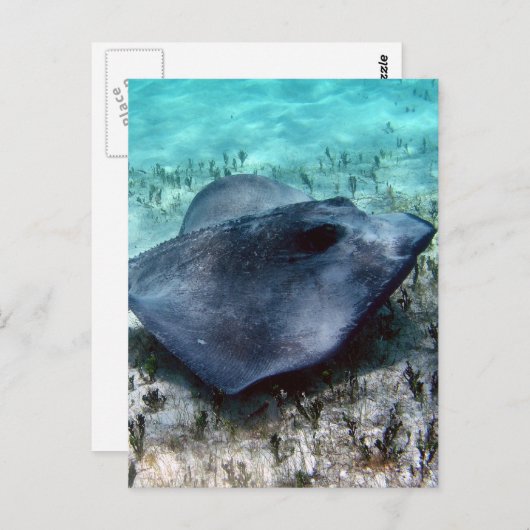 Southern Stingray Briefkaart (Voorkant / Achterkant)