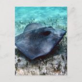 Southern Stingray Briefkaart (Voorkant)