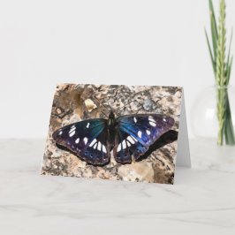 Southern White Admiral Blue Butterfly Painting Kaart