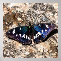Southern White Admiral Blue Butterfly Painting