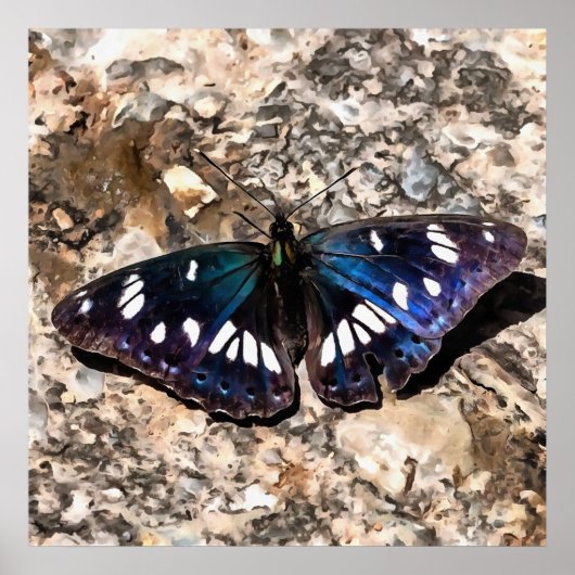Southern White Admiral Blue Butterfly Painting Poster (Voorkant)