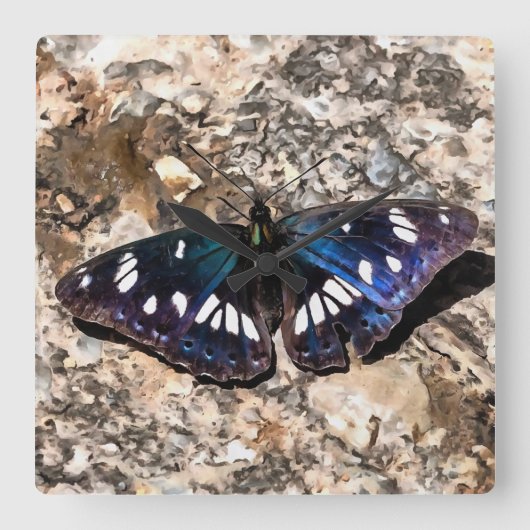 Southern White Admiral Blue Butterfly Painting Vierkante Klok (Voorkant)