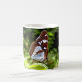 Southern White Admiral Butterfly Mok