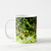 Southern White Admiral Butterfly Mok (Links)