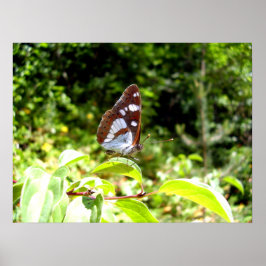 Southern White Admiral Butterfly Poster