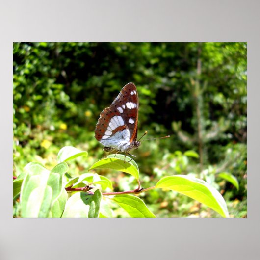 Southern White Admiral Butterfly Poster (Voorkant)