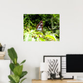 Southern White Admiral Butterfly Poster (Thuiskantoor)