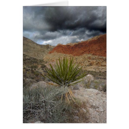 Southwest Blank All Occasion Wenskaart (Voorkant)