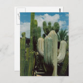 Southwest Cactus Briefkaart (Voorkant / Achterkant)