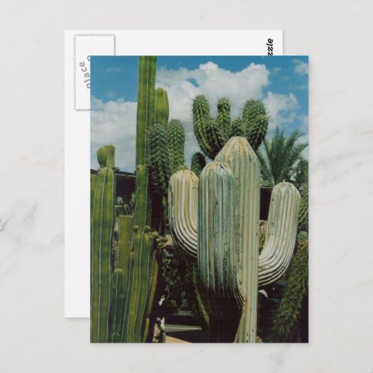 Southwest Cactus Briefkaart (Voorkant / Achterkant)