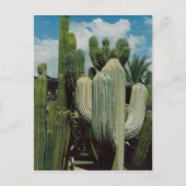 Southwest Cactus Briefkaart (Voorkant)