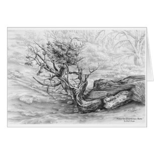 Southwest Juniper Tree Tekening door Kelli Swan