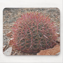 Southwest Red Barrel Cactus Foto Arizona Desert Muismat