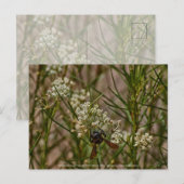 Southwestern Forager Briefkaart (Voorkant / Achterkant)