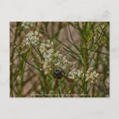 Southwestern Forager Briefkaart (Voorkant)