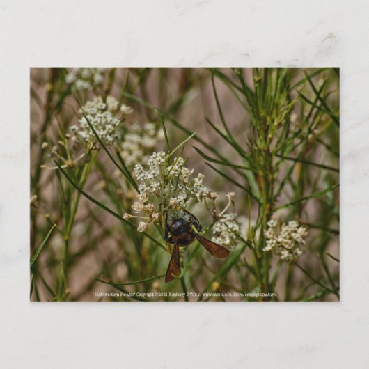 Southwestern Forager Briefkaart (Voorkant)