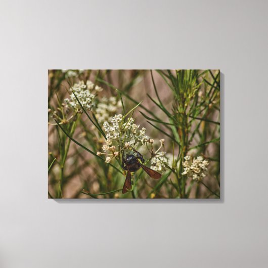 Southwestern Forager Canvas Afdruk (Voorkant)