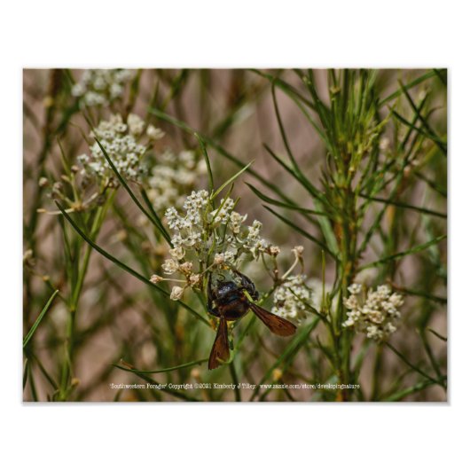 Southwestern Forager Foto Afdruk (Voorkant)