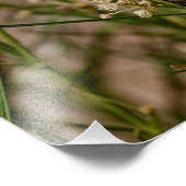 Southwestern Forager Foto Afdruk (Hoek)