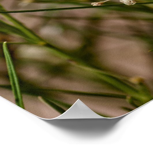 Southwestern Forager Poster (Hoek)