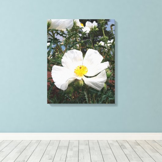 Southwestern Prickly Poppy Foto Canvas Afdruk (Insitu (Houten vloer))