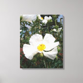 Southwestern Prickly Poppy Foto Canvas Afdruk (Voorkant)
