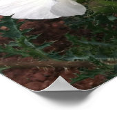 Southwestern Prickly Poppy Foto Poster (Hoek)