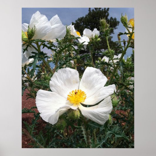 Southwestern Prickly Poppy Foto Poster (Voorkant)
