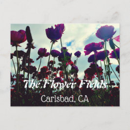 Souvenir Briefkaart: Vloervelden in Carlsbad, CA. Briefkaart