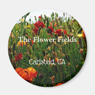 Souvenir Magnet, The Flower Field, Carlsbad, CA. Magneet