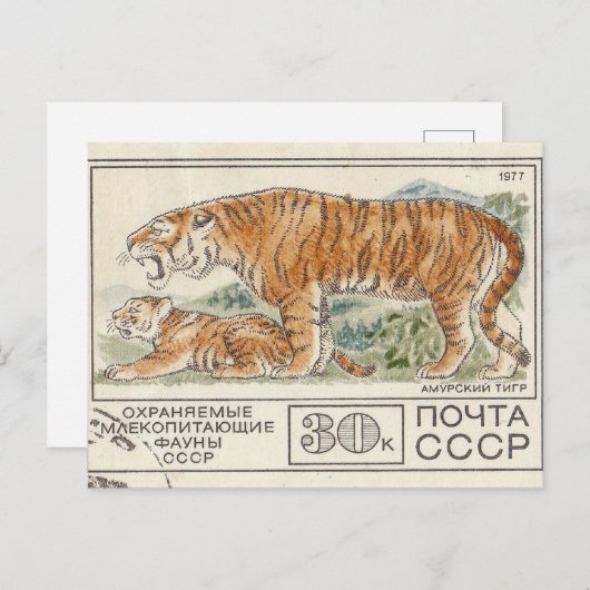 Sovjetpostzegel amur tijger briefkaart (Voorkant / Achterkant)