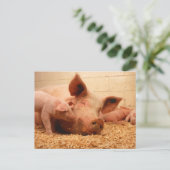 Sow en biggen briefkaart (Staand voorkant)