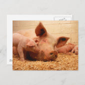 Sow en biggen briefkaart (Voorkant / Achterkant)