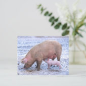 Sow en biggen briefkaart (Staand voorkant)