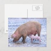 Sow en biggen briefkaart (Voorkant / Achterkant)
