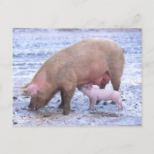 Sow en biggen briefkaart (Voorkant)