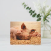 Sow en biggen briefkaart (Staand voorkant)