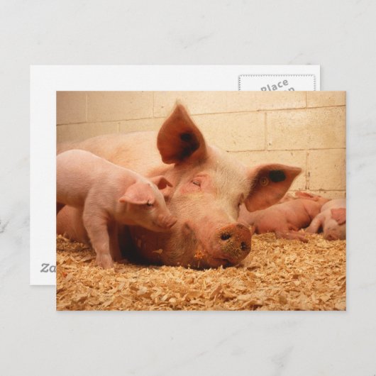 Sow en biggen briefkaart (Voorkant / Achterkant)