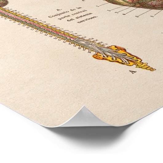 Spaans Anatomie Afdrukbrein Poster (Hoek)